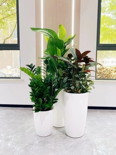 想知道宁波杭州湾哪家盆景租摆好？这篇给你指方向！